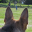 FeartheEars
