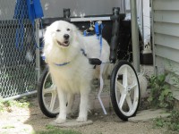 Tripawd Spirit Denali Uses Her Wheelchair