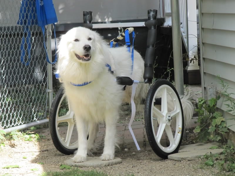 Tripawds » Wheelchair Cart Tips For Three Legged Tripod Dogs