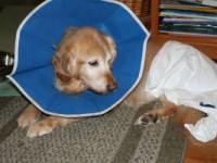 Golden Retriever Recovers from Amptuation Surgery Golden Retriever Recovers from Amptuation Surgery
