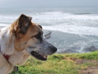 AbbyWaves