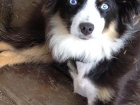 Loki