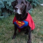 HunterSuperdog