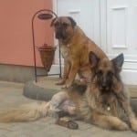 Boycie