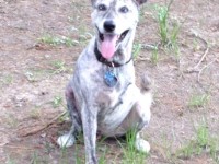 Meeko