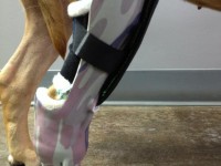 OrthoPetsRearLegProsthetic