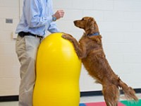 felix duerr with dog on ball