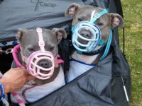 Muzzle Up