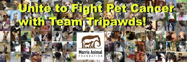 Tripawds and Morris Animal Foundation Fight Pet Cancer 