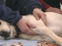 Dog-Shoulder-Massage-Tips