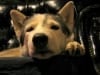 three legged senior sled dog Calpurnia