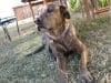 Brindle Staffordshire Terrier River