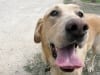 Three Legged Yellow Lab Barney B
