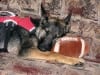 Wyatt puppy rests on RV couch