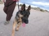 Wyatt Walks Well With Gentle Leader