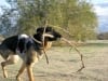 Wyatt Runs With Big Stick