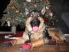 Feliz Navidog for Wyatt Ray 2010