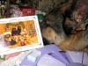Tired Wyatt Reads Pugapalooza Christmas Card