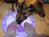 Wyatt Plays Dog Twister with Rene Juju Socks