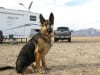 Wyatt Ray Boondocking Dawg at Anza Borrego