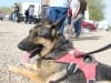 Wyatt waits for low cost vaccination with Slabber dogs.