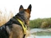 Wyatt Watches to Rio Grande Border
