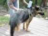 20120506w_freshdog02