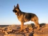 Wyatt watches over Goosenecks State Park, Utah 