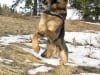 Wyatt in Tripawd Convert Harness by EzyDog