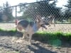 Three Legged German Shepherd Rescue Dog Codie Rae Running