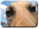 Jerry's Snout