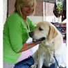 Easy Massage Tips for Phantom Leg Pain in Tripawd Dogs and Cats PawsitiveHands