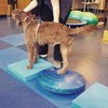 Canine Rehab Success Stories from Integrative Pet Care Tripod Dog Rehab at Integrative Pet Care
