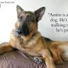 Managing Arthritis in Tripawd Dogs with Galliprant managing arthritis in tripawds