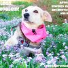 Tripawd Tuesday: Antouanetta the Large Two-Legged Dog Hero of Greece big two-legged dog
