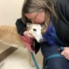 Bowie’s Canine Osteosarcoma Vaccine Experience canine osteosarcoma vaccine experience