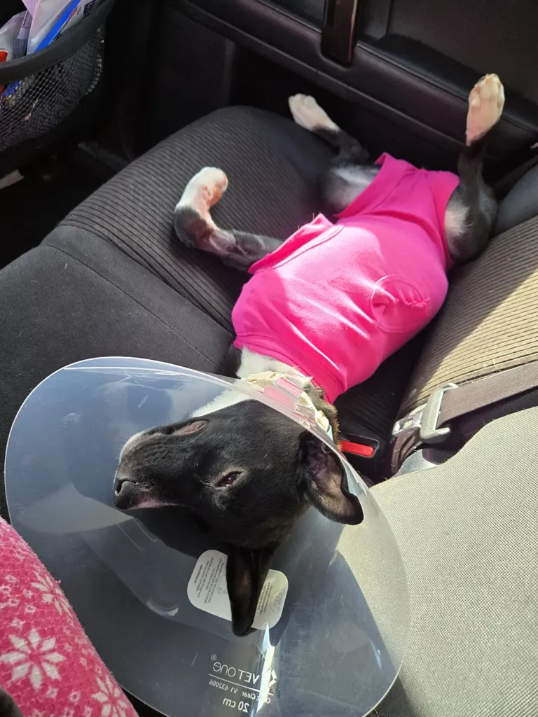 Tripawd Sookie