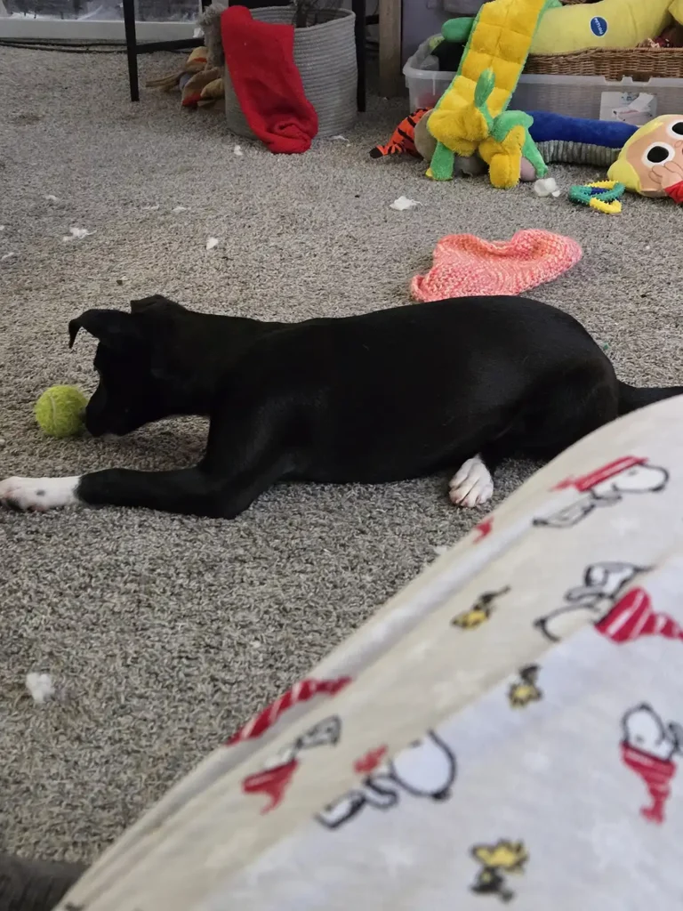 Tripawd Sookie