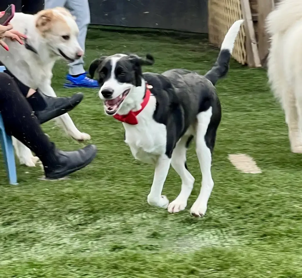 Tripawd Stanley