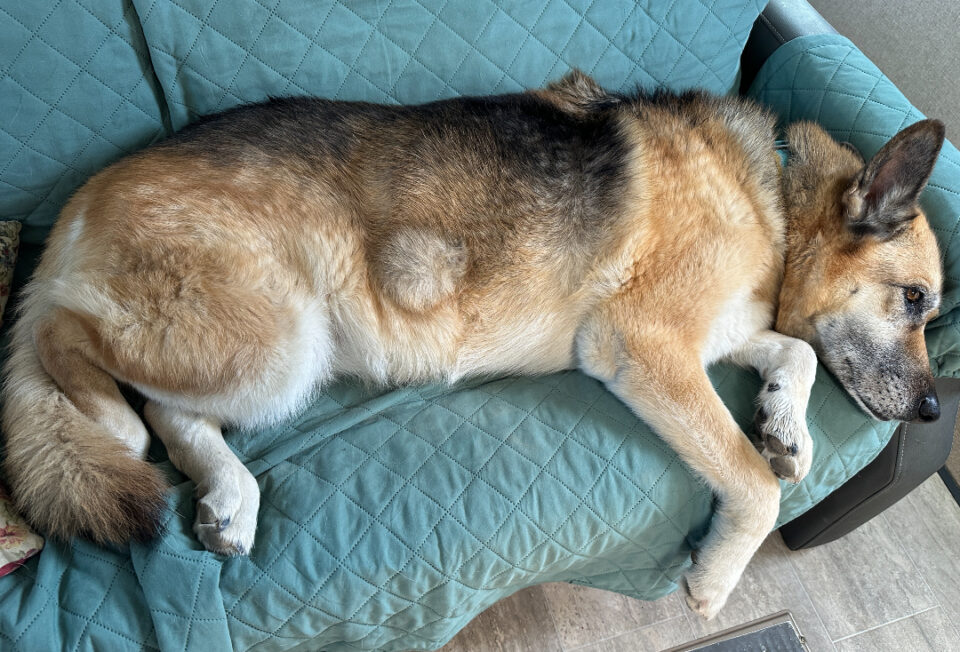 Nellie the German Shepherd with Grade One Soft Tissue Sarcoma