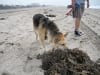 Yummy, Kelp!