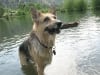 Three legged dog Jerry swims for sticks at Vickers ranch