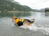 Testing the K9 Float Coat at Lake San Cristobal