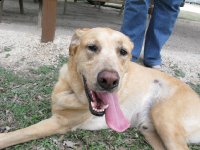 Tripawd Pals 3 Three Legged Yellow Lab Barney B