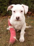 Pre-Amputation Puppy 