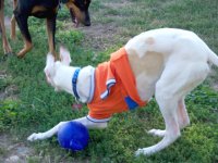 Tripawd Pals 3 Three Legged Greyhound Rush Plays Ball