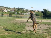 Tripawd Pals 3 Three legged cancer dog Caira Sue leaps for ball