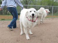 Tripawd Parties Colorado Springs Tripawds Party