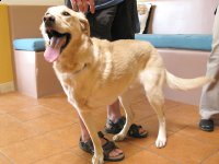 Tripawd Pals Gallery 4 Three Legged Dog Codie at Santa Fe Cancer Clinic