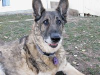 Tripawd Pals Gallery 4 Senior German Shepherd Canine Cancer Survivor Eisen